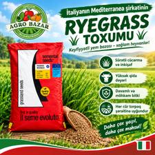 Ryegrass toxumu