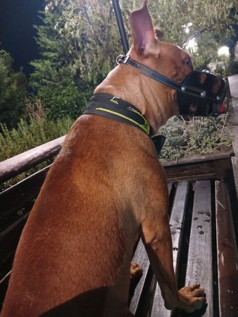 Pitbull, 1 il 5 ay, Dişi – İtlər – Bakı – ucuztap.az
