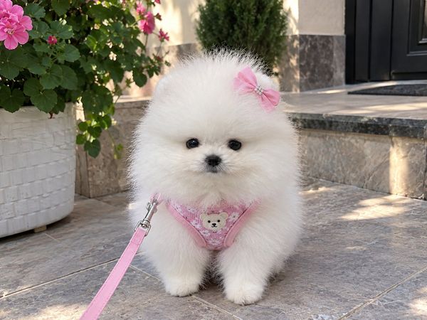 Pomerian Spitz, 2 ay, Erkək, peyvəndli – Bakı – ucuztap.az