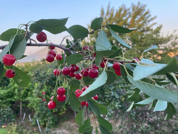 Bağ evi, 150 m², Bakı Bineqedi – Satış – Bakı – ucuztap.az